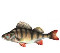 Для рыбалки